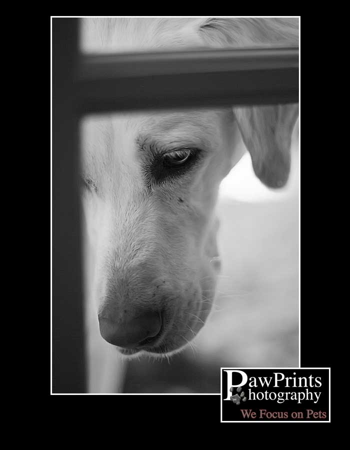Sadie in black and white