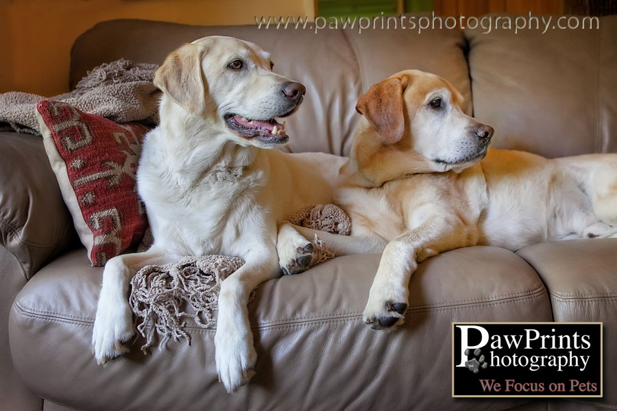 Casey and Molly inside on couch