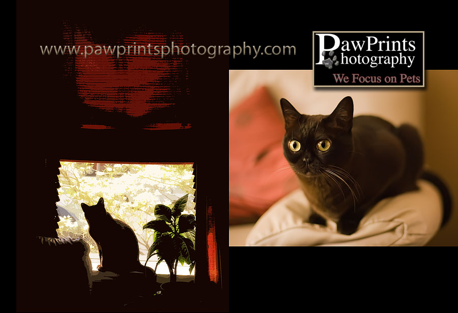 cat in the window