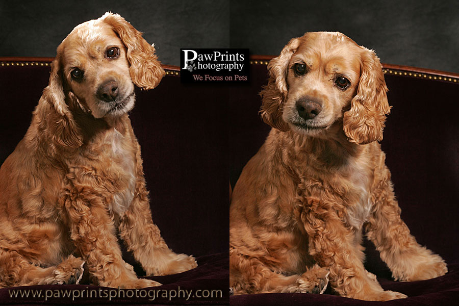 Cocker Spaniel sitting
