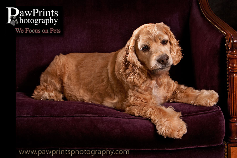 Cocker Spaniel on purple settee