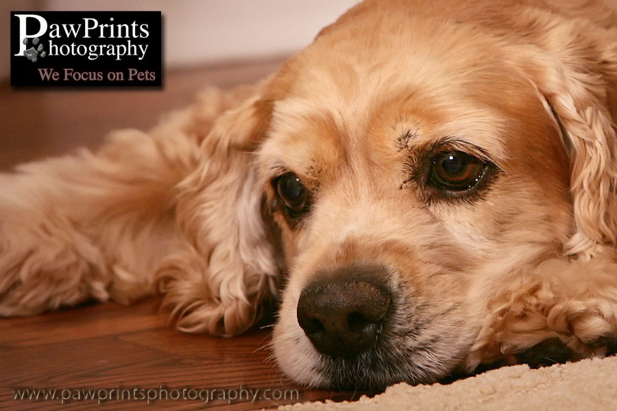 Cocker Spaniel relaxing