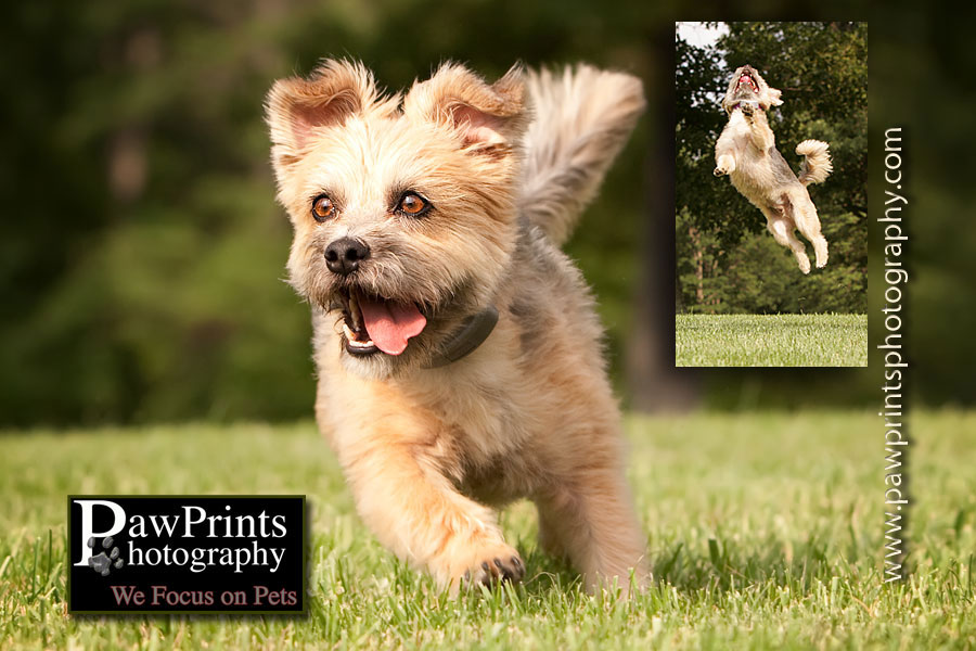 Chatckky running and jumping
