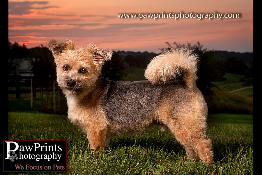 Chatchky at sunset