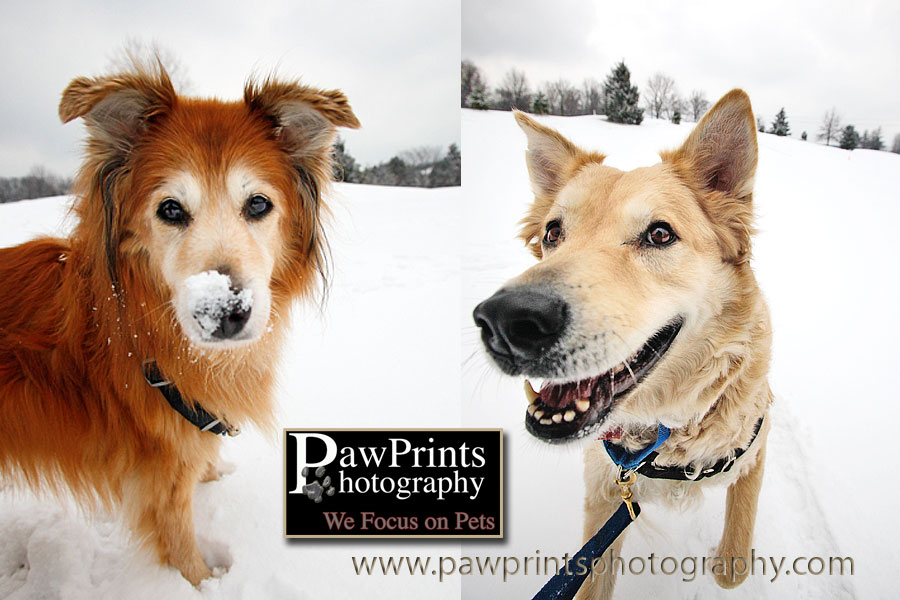 Chica and Juno in the snow