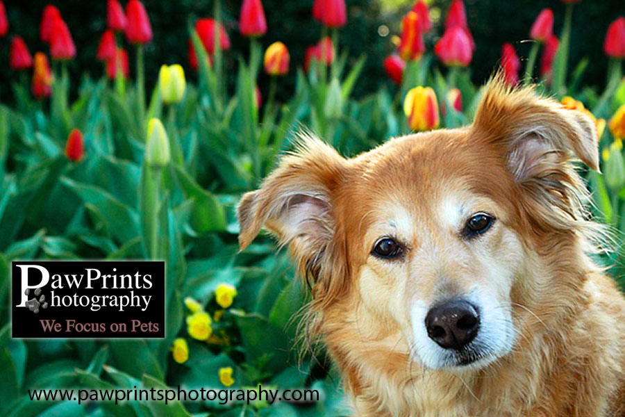 Chica with tulips