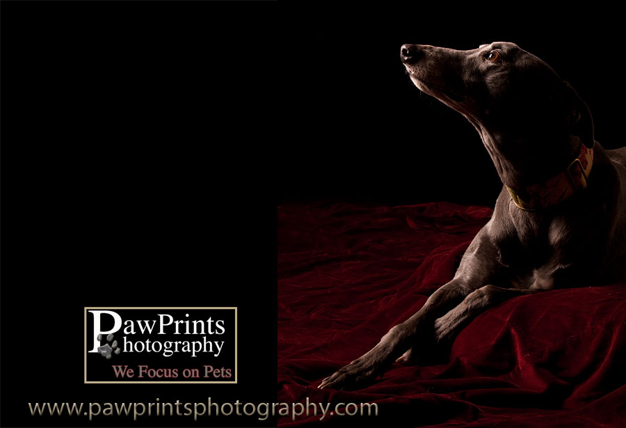 Greyhound looking up