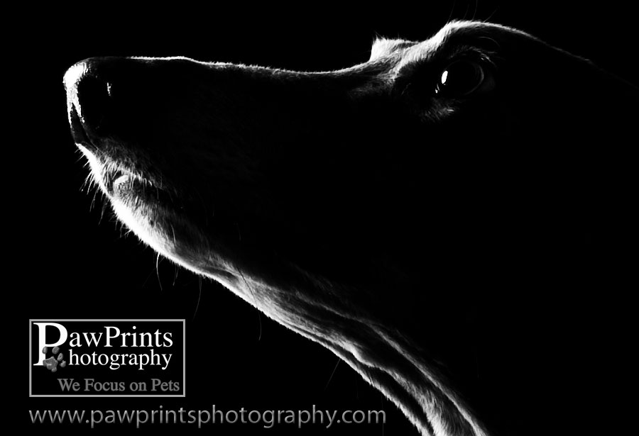 black and white greyhound picture