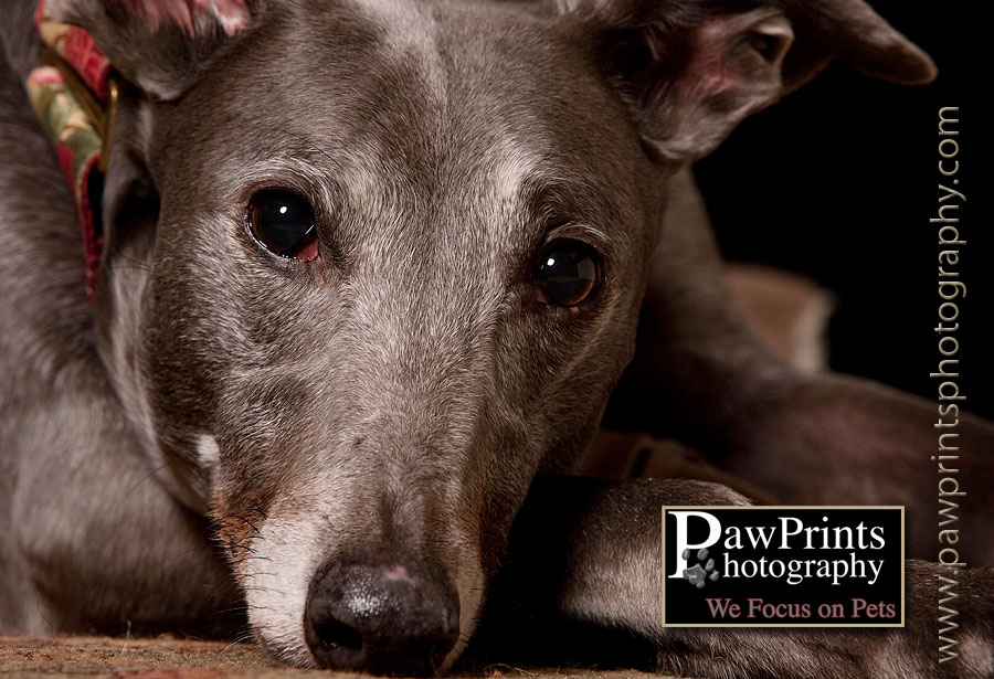greyhound resting