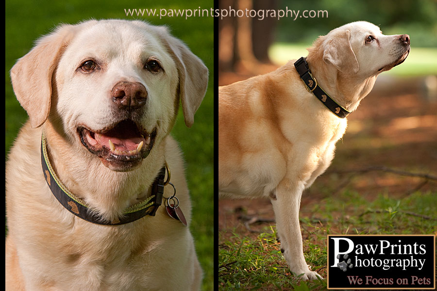 yellow lab images
