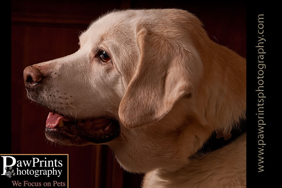 yellow lab head