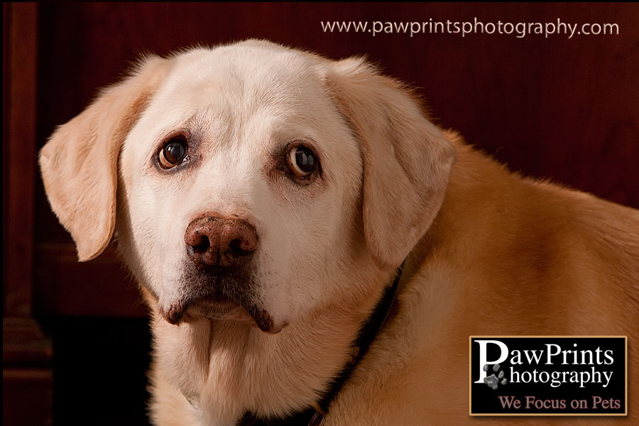 yellow lab looking