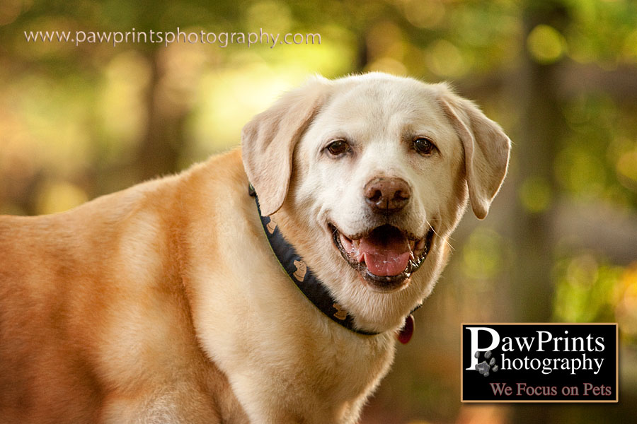 yellow lab outside