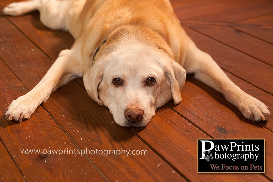 Yellow lab on deck