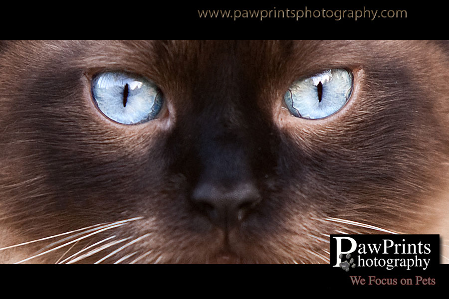 cat with blue eyes