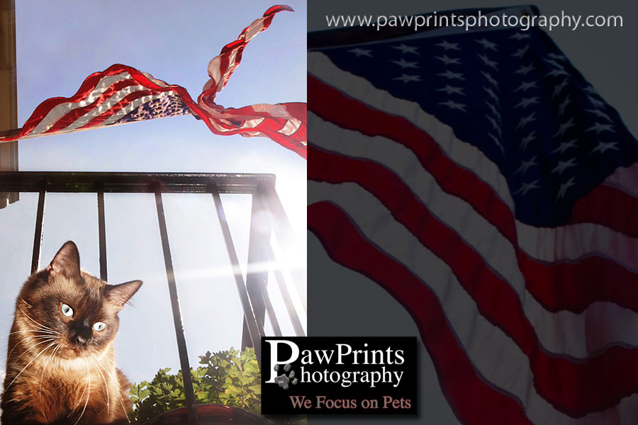 Cat with the US Flag