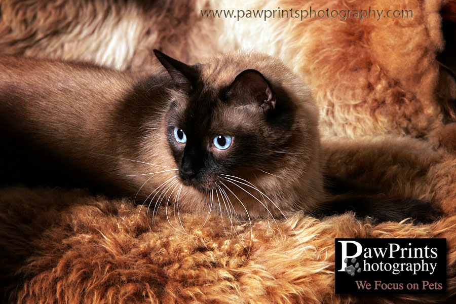 cat on fluffy blanket
