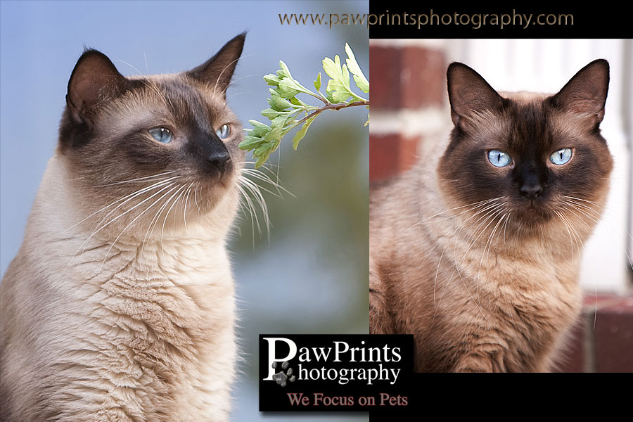 2 siamese cats