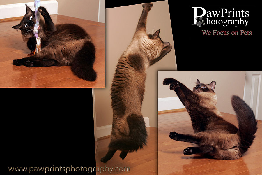 cat playing