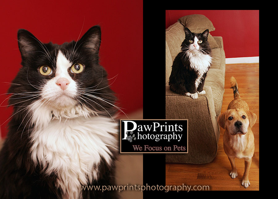 dog and cat