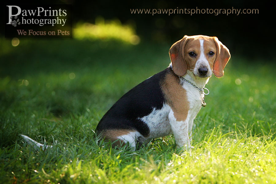 Beagle sitting