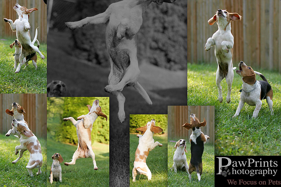 Beagle puppies jumping
