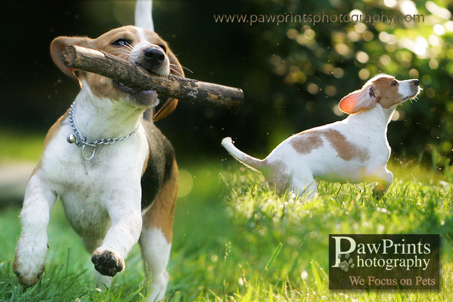 Beagle puppies playing
