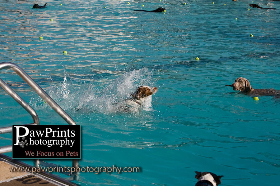 Doggie Swim Alexandria 2008