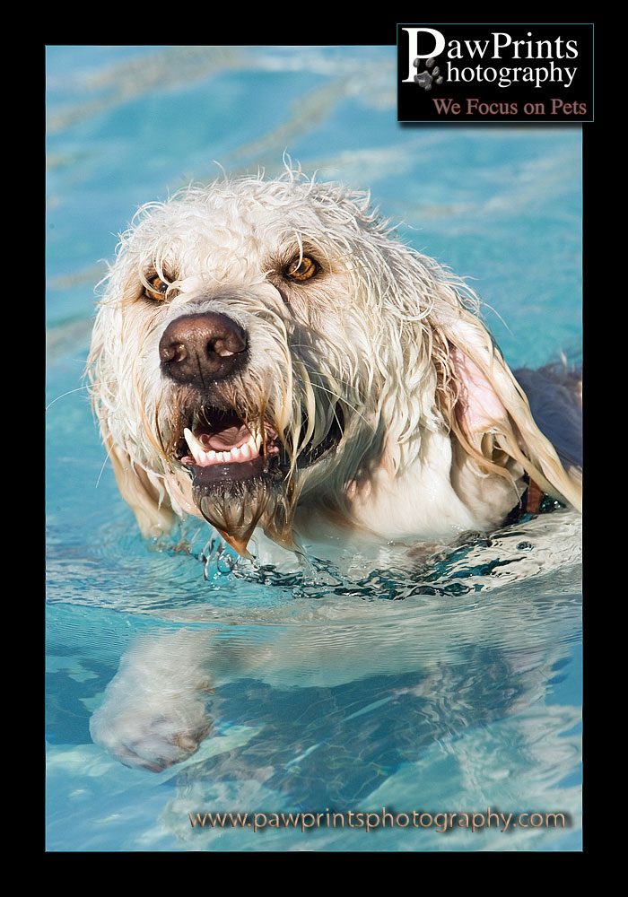Golden Doodle Swimming