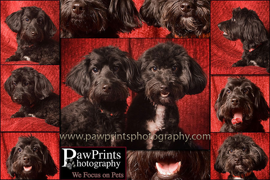 2 Black Dachshund Poodle Mixes