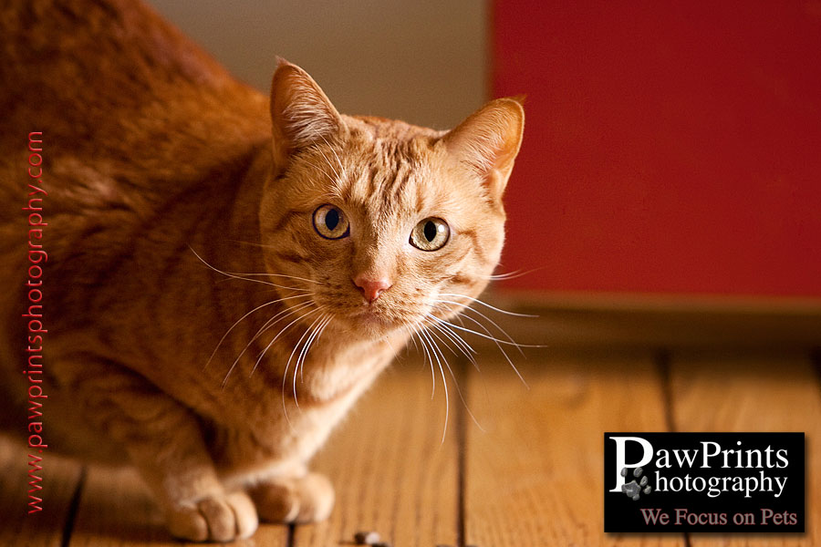 orange cat at the front door