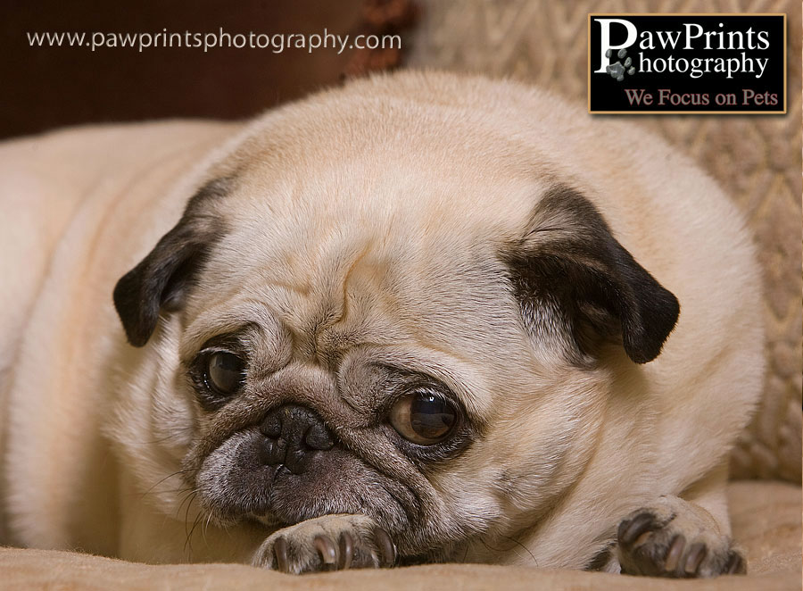 Ernie - the cutest pug