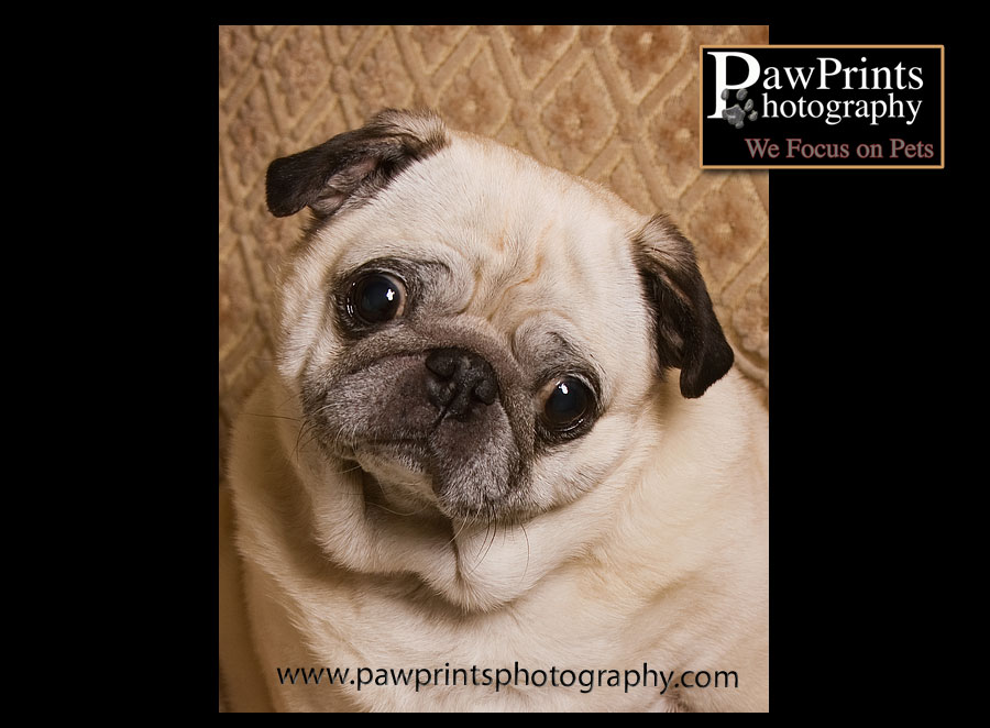 Ernie - the pug - just a headshot