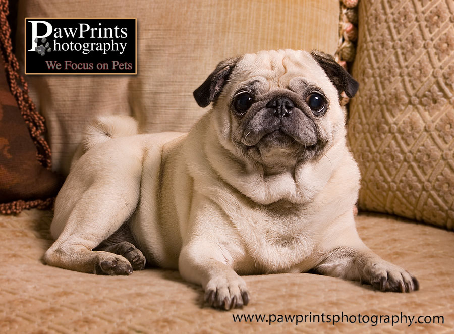 Ernie - pug laying down