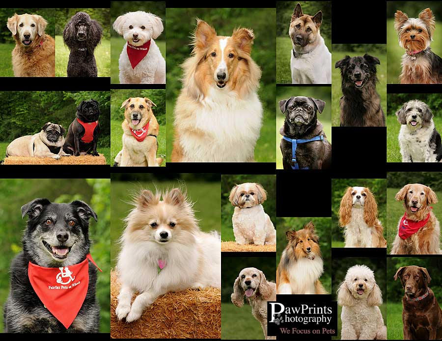 Dogs