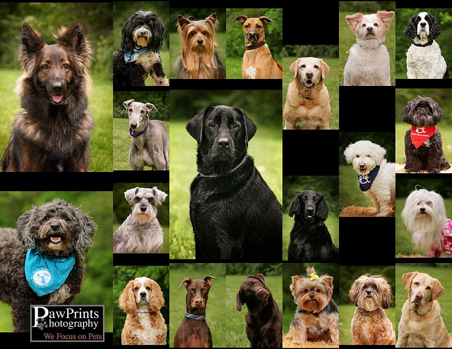 Dogs