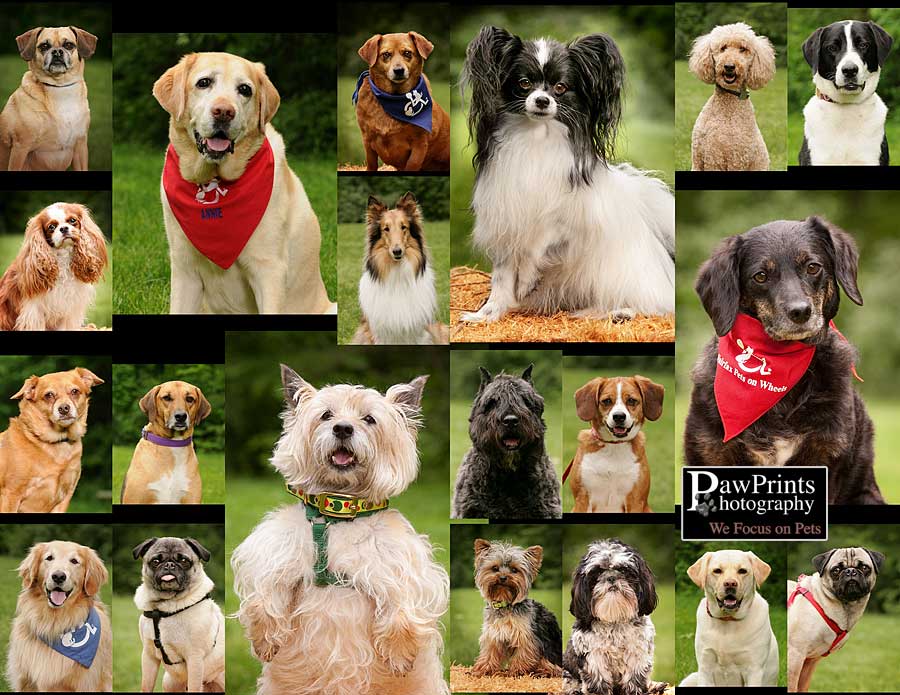 Dogs