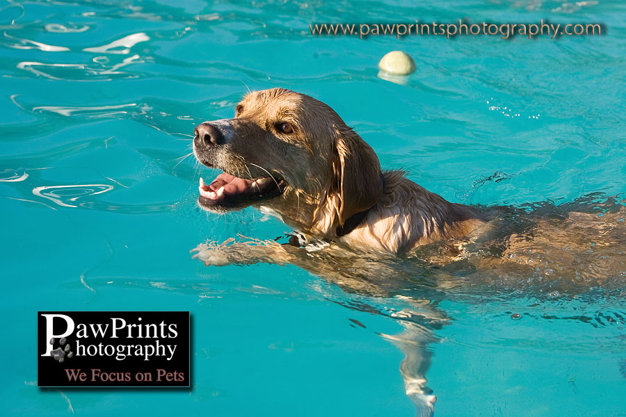 Golden Retriever swimming