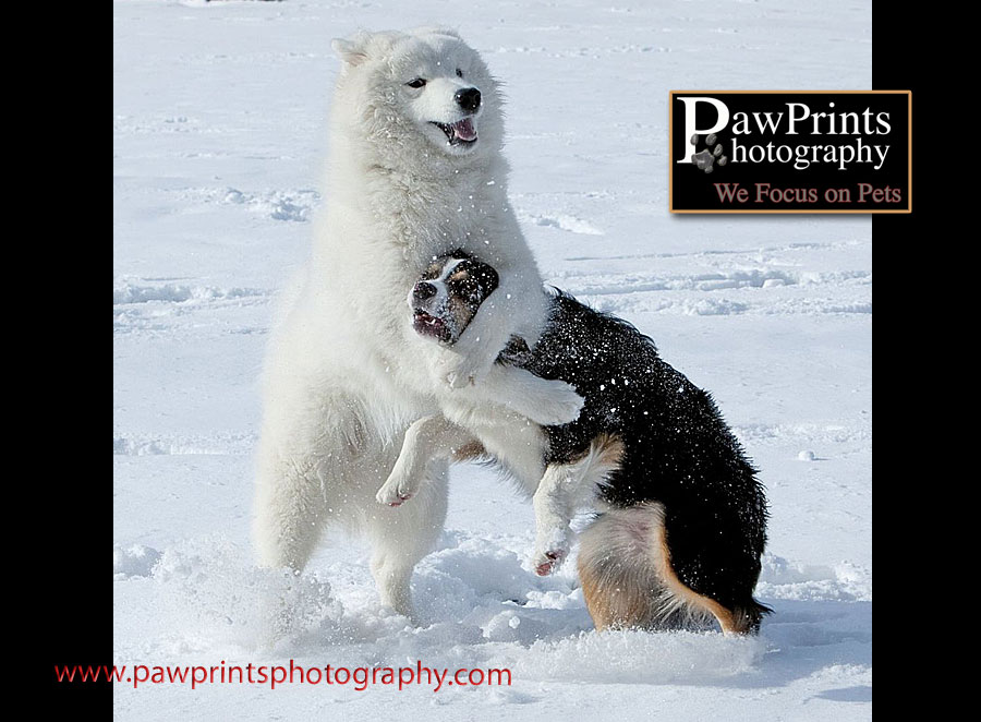 dogs playing in snow