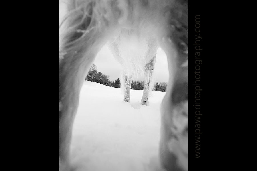 Juno legs
