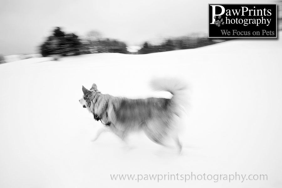Juno Running
