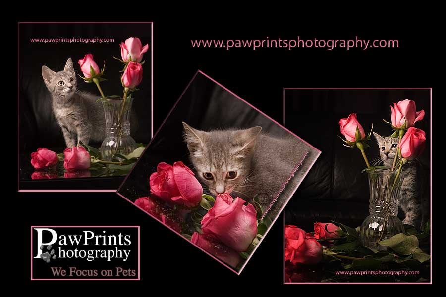 kitten with roses