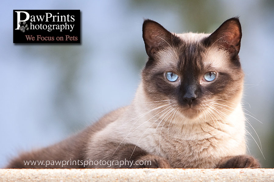 siamese outside