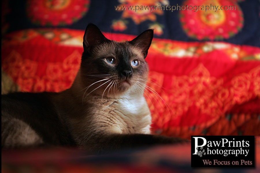 cat on red bedspread