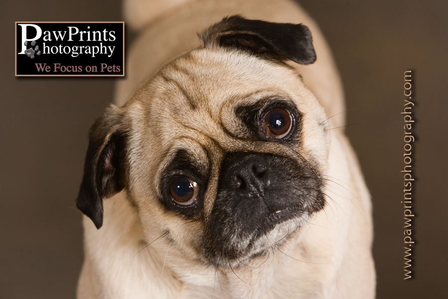 Louie the Pug