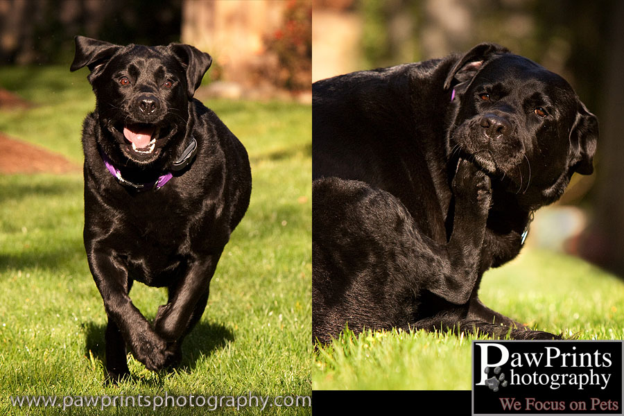 Black lab running