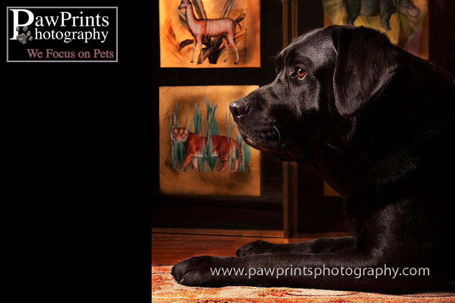 black lab profile