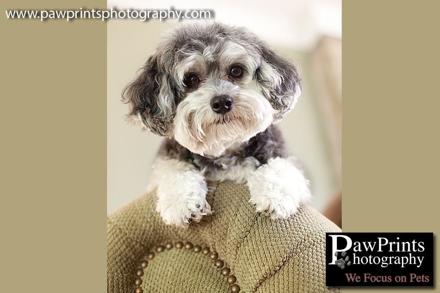 maltipoo on chair