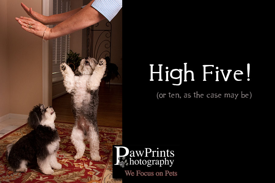 Maltipoo high five