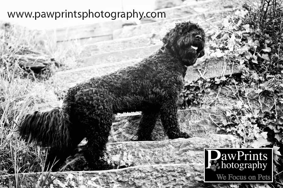 Max on the stairs in black and white